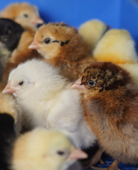 Country Chicken Chicks