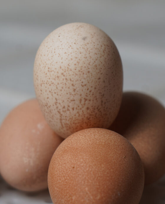 Commerical Guinea Fowl Egg