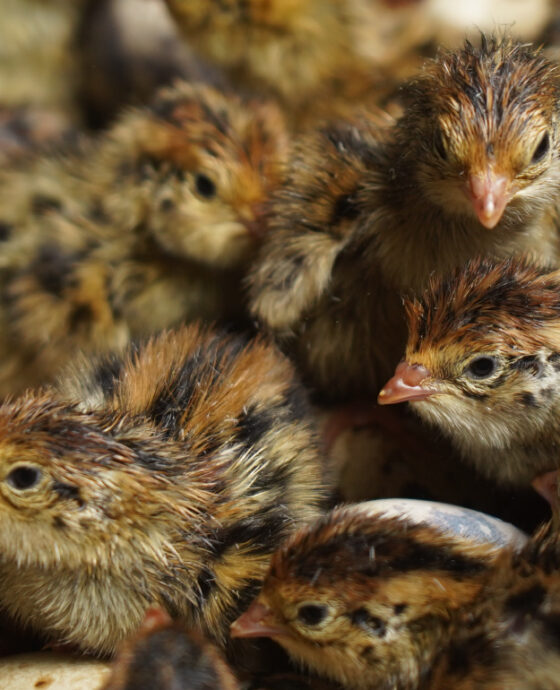Japanese Quail chicks